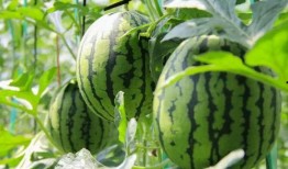 免费吃瓜缅甸,揭秘神秘国度的美食之旅