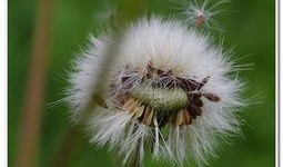 蒲公英在线观看免费观看,免费在线观看，畅享自然之美